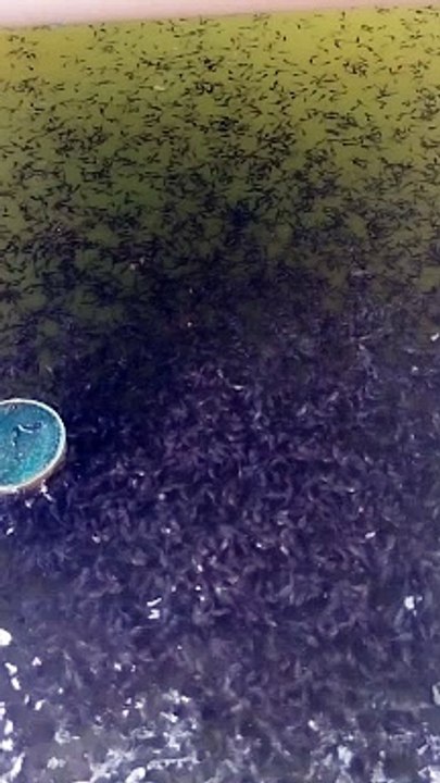 Kita gunakan ajian PURULUK agar larva lele cepat tumbuh jadi bibit lele dewasa