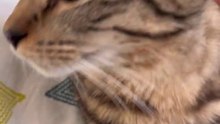 Can anyone translate this cat talk_ #meow