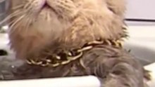 boss cat bathing in the bathtub , funny cat videos