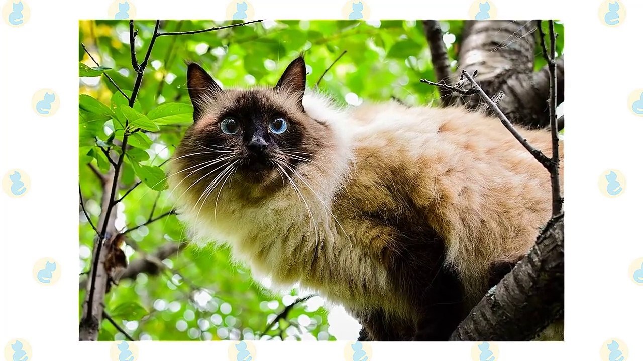 Birman Cat VS. Balinese Cat