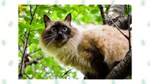 Birman Cat VS. Balinese Cat
