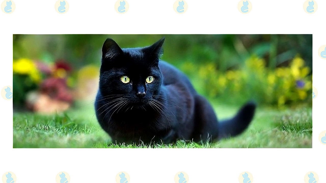 Bombay Cat VS. Burmese Cat