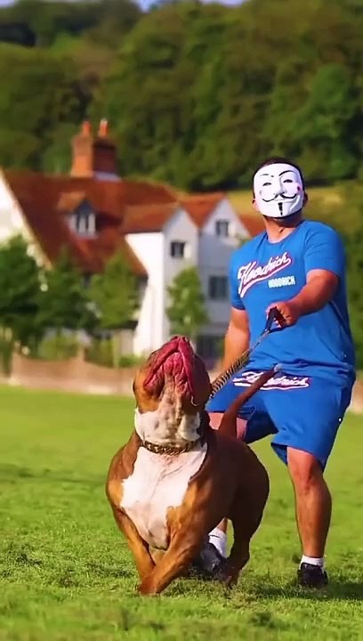Dogs
