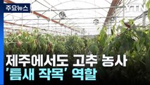 제주에서도 고추 농사...'틈새 작목' 역할 / YTN