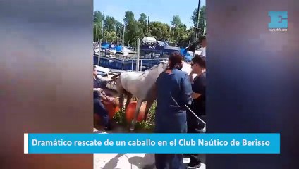 Dramático rescate de un caballo en el Club Naútico de Berisso