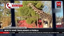 El gobernador de Puebla confirma el traslado y rescate de la jirafa Benito