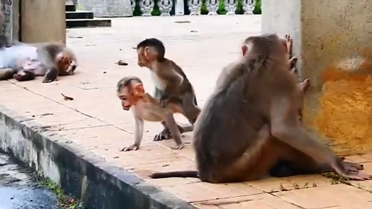 OMG ! Poorest Little Monkeys Tries Escape Mother TEVA Warned Away (720p_25fps_H264-192kbit_AAC)