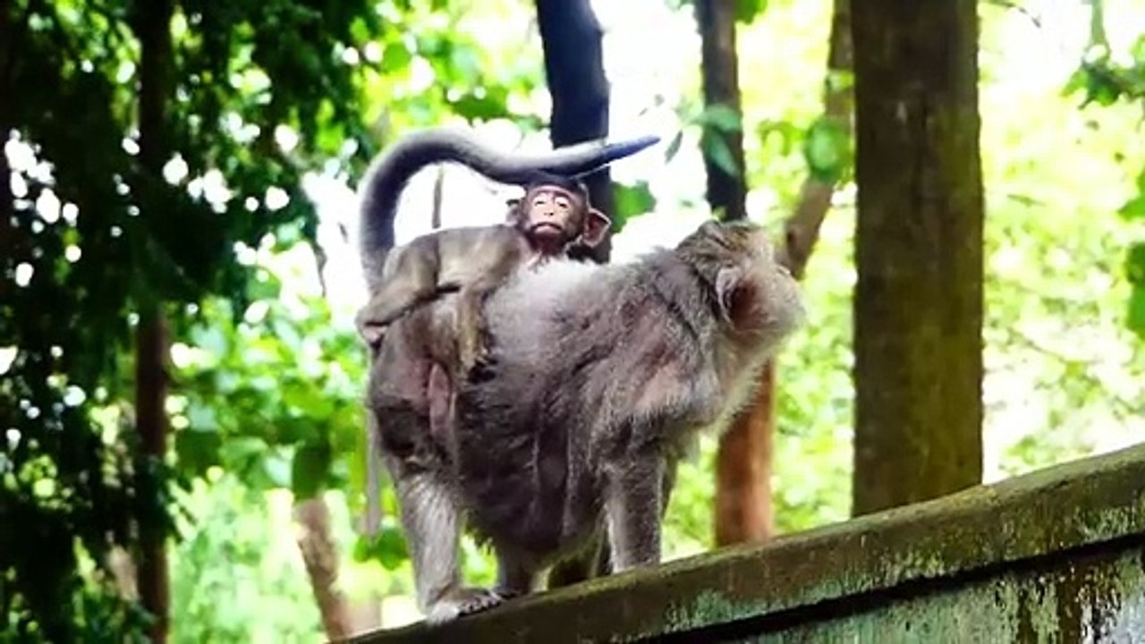 OMG!, Barry Is The Craziest Mother Today, Barry Bites Tiny Baby Bella Up And Drops Off The Ground (720p_25fps_H264-192kbit_AAC)