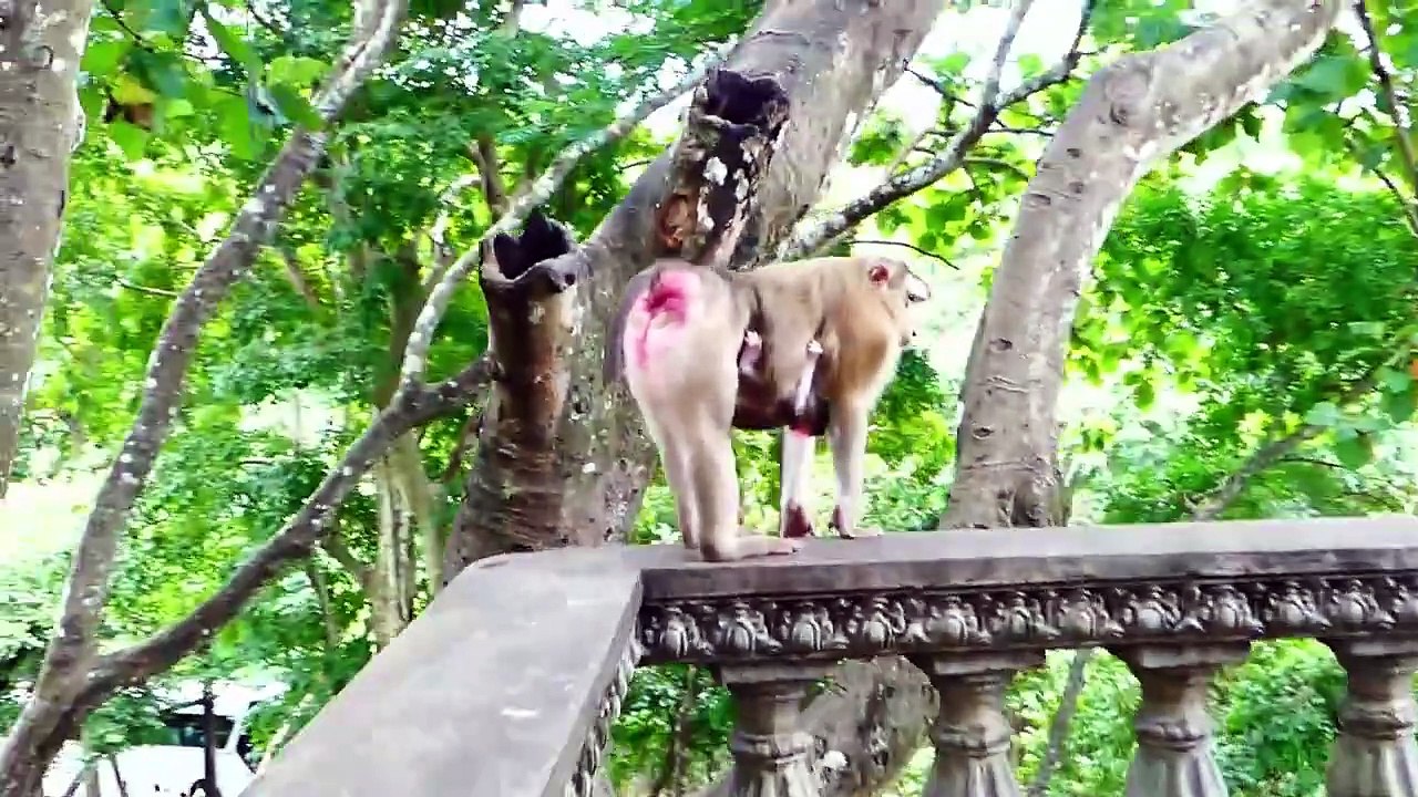OMG!, mother Molia snatching Monaco baby out of her body, Monaco holds strictly (720p_25fps_H264-192kbit_AAC)