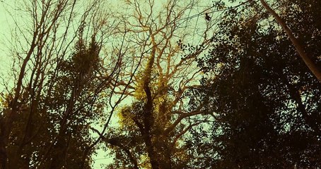 The Darkling Fox | movie | 2024 | Official Trailer