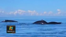 tn7-Manada-de-ballenas-piloto-fue-grabada-en-Puerto-Jiménez--120124