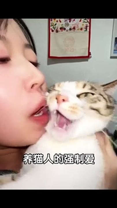 Gato