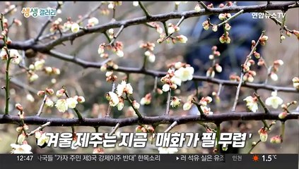 [생생갤러리] 눈 내린 군위…"빙판길 조심하세요"