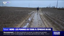 Dans le Nord, le gel cause des pertes pour ces producteurs de pommes de terre