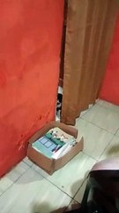 Penampakan hantu kucing