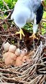 Mommy Bird Giving Food To The Chicks | Bird Eating Moments | Birds Satisfying Videos | Cute Birds #animal #pets #birds #fun #love #cute #beautiful