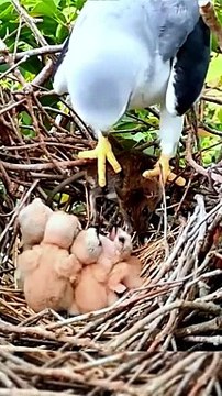 Mommy Bird Giving Food To The Chicks | Bird Eating Moments | Birds Satisfying Videos | Cute Birds #animal #pets #birds #fun #love #cute #beautiful
