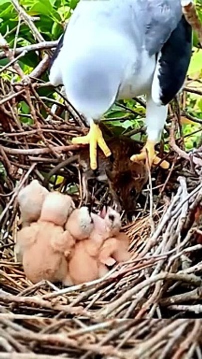 Mommy Bird Giving Food To The Chicks | Bird Eating Moments | Birds Satisfying Videos | Cute Birds #animal #pets #birds #fun #love #cute #beautiful