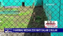 Medan Zoo Disorot dalam Kasus 3 Harimau Mati dalam Kurun Waktu 2 Bulan! Apa Penyebabnya?