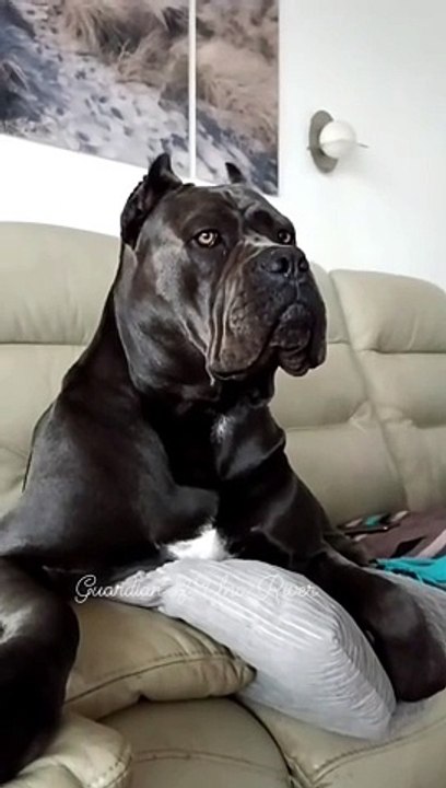 Dogs