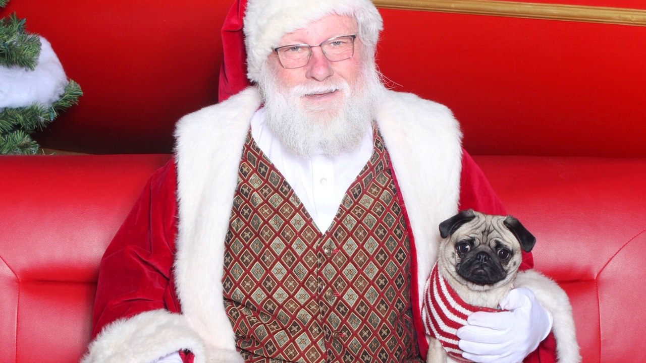 This Pug HATES Santa Claus