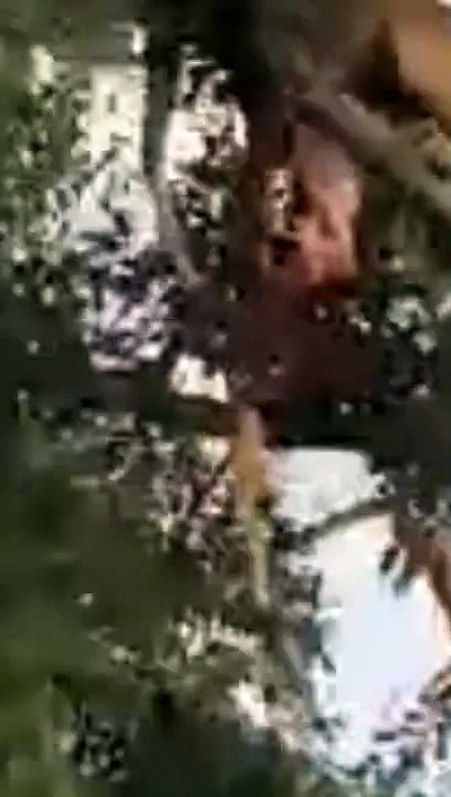 Leopard and Lion Fight Over a Carcass in a Tree With Unexpected Ending!