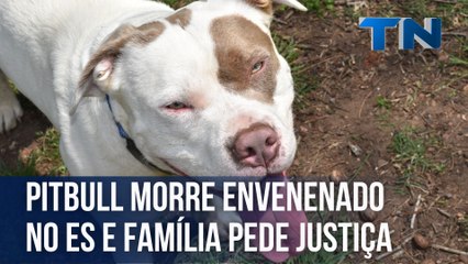 Pitbull morre envenenado no ES e família pede justiça
