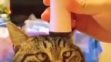 Funny animal