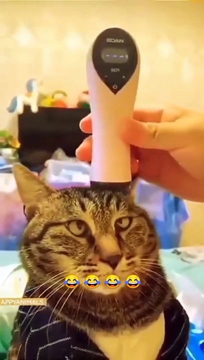 Funny animal