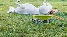 Funny animal 1