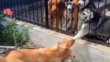 Funny animal 2