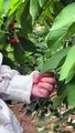 Baby Plucking Cherry From Tree | Babies Funny Moments | Babies Funny Reactions | Cute Babies #baby #babies #beautiful #cutebabies #fun #love #cute #beautiful #funny