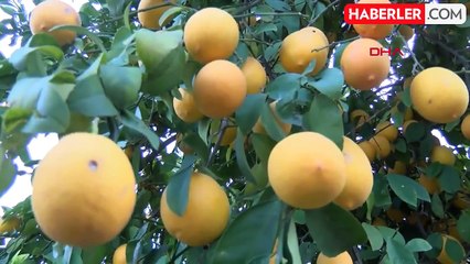 Adana'da Limon Üreticileri Zor Durumda