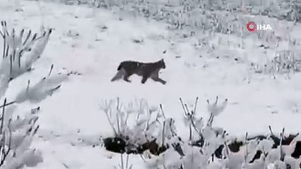 Nesli tükenmek üzere, Trabzon'da görüntülendi!