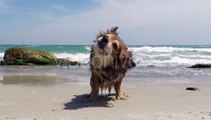 Dog Shakes off Water, Slow Motion Stock Footage ft. animal & brown - Envato Elements
