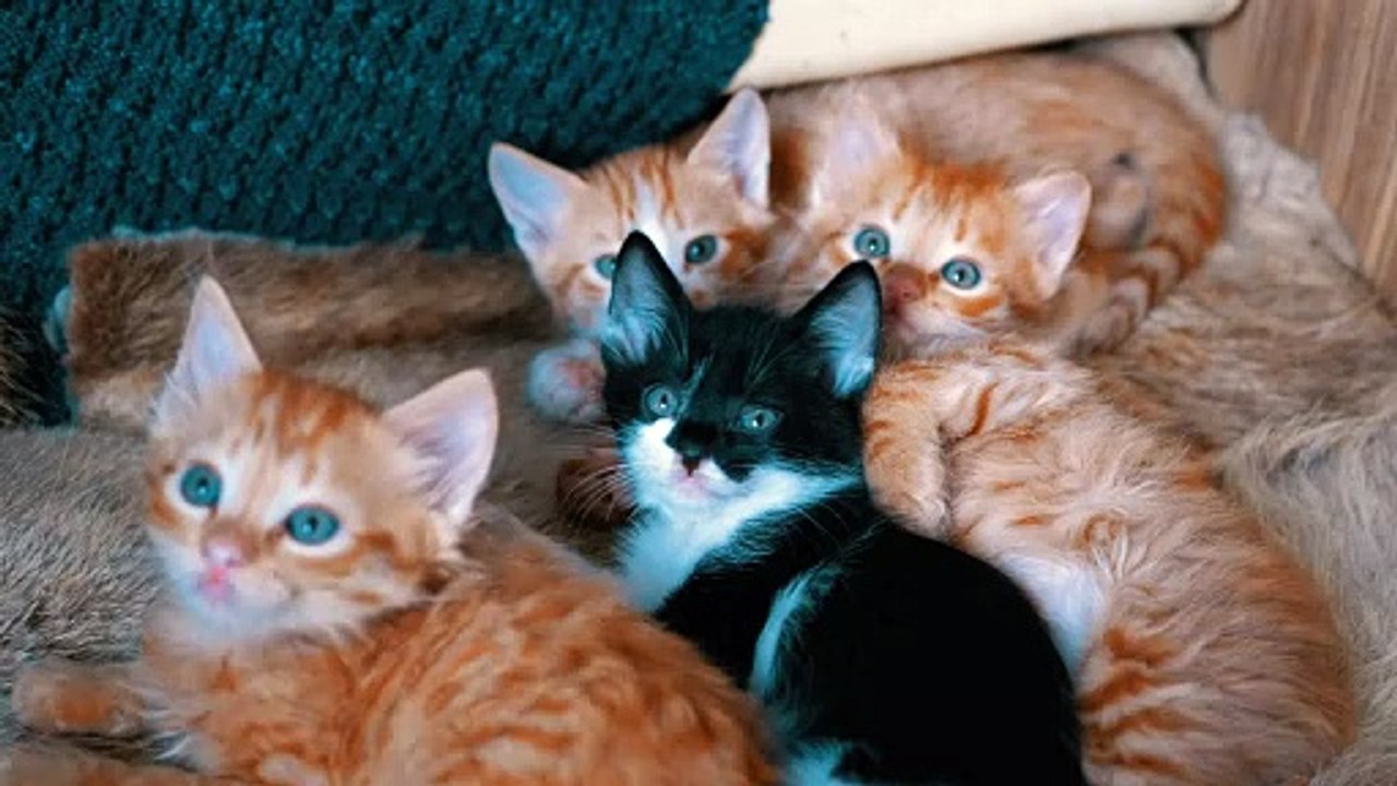 Little cats lying on an armchair - Free Stock Video