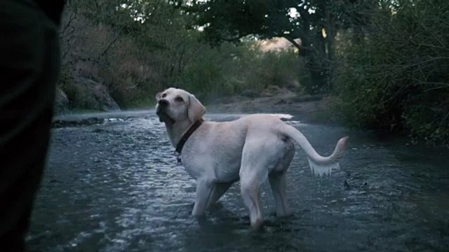 dog catches a ball in a river