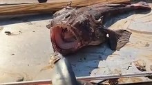 A shocking creature appears
