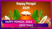 Happy Pongal 2024 Greetings: Wishes, Quotes, Images and WhatsApp Messages To Share With Loved Ones