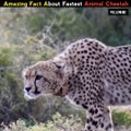 Meet Cheetah,Land Fastest Animals In The World |