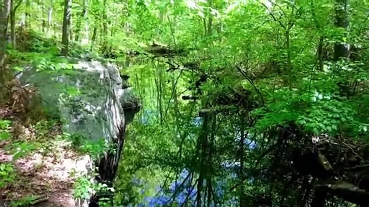 Copyright free nature video download - no copyright music forest - Copyright Free music - Copyright