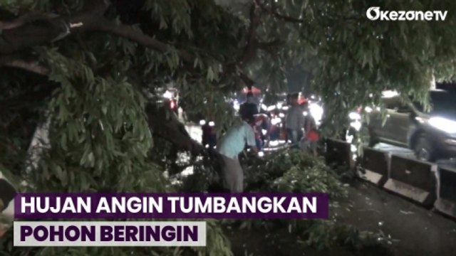 Hujan dan Angin Kencang akibatkan Pohon Beringin Tumbang di Jakarta Barat