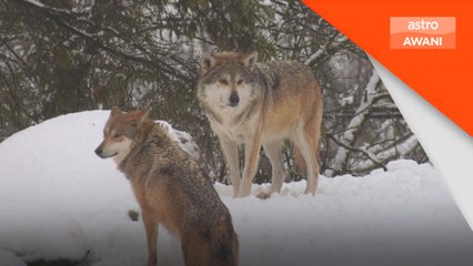 Haiwan zoo menikmati cuaca musim sejuk