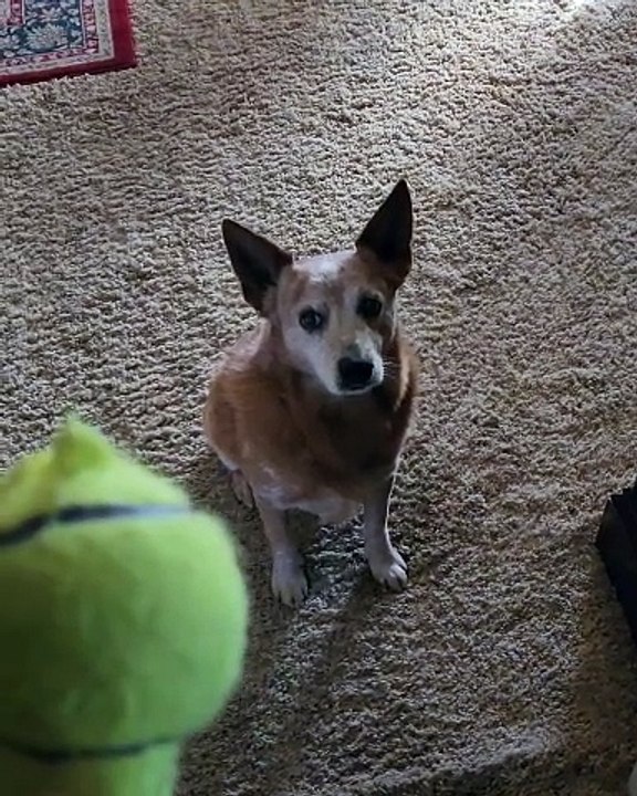 Dog Lick Lips When Toy Squeaks