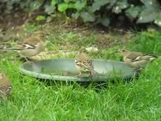 4 pinsons femelles
