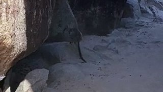 Kangourous des rochers