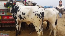 Latest update mandi Iqbal Nagar | bull price|punjab bull | sahwal bull price |Pakistani
