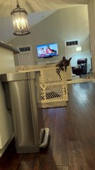 French Bulldog Pup Escapes Pen