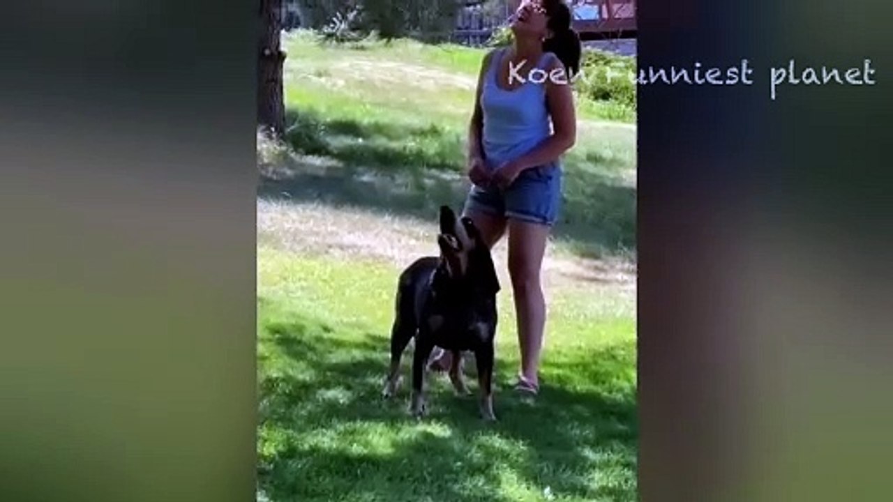 Funny Dogs And Cats Videos 2024  - Best Funniest Animal Videos Of The week #5