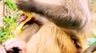 Viral Honuman Shorts, Viral Baby Mankey Reels,Viral Reels Video, New Trending Video #Animalsvideo#Babymankey